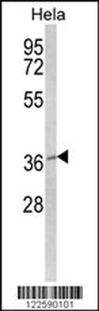 MOSC2 Antibody (C-term)