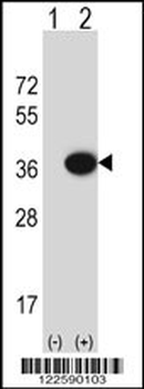 MOSC2 Antibody (C-term)