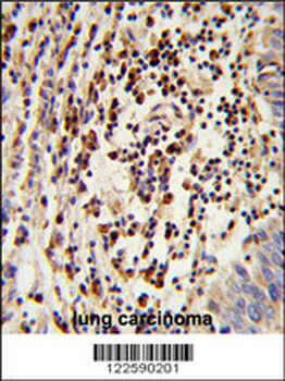 MOSC2 Antibody (C-term)