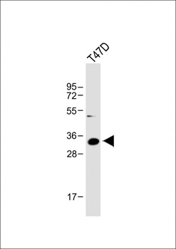 IGFBP2 antibody