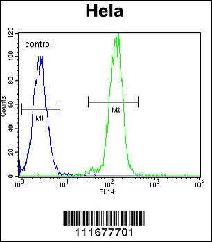B-RAF Antibody (Center)