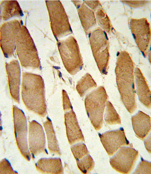 SMAD4 Antibody (C-term)