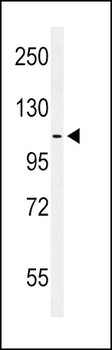EphA2 antibody