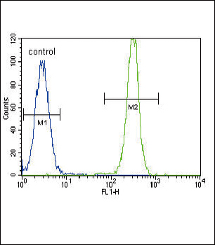 SMAD2 Antibody