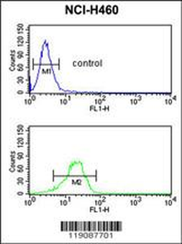 NQO1 Antibody (Center)