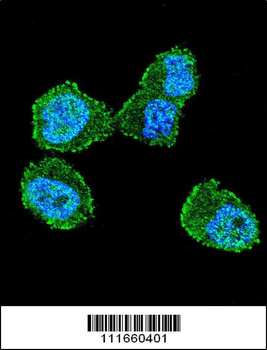 STK11 (LKB1) Antibody (N-term V34)