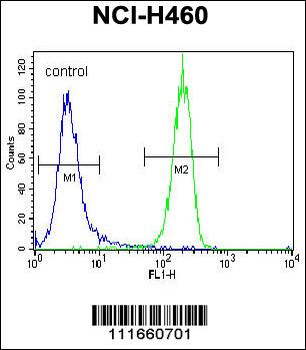 STK11 (LKB1) Antibody (N-term V34)