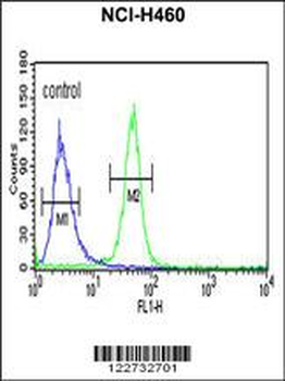 AKT2 Antibody