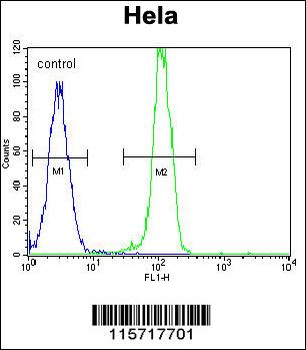 AKT2 Antibody (C-term)