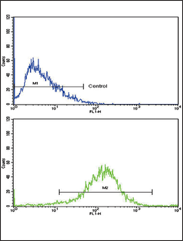 NAT2 Antibody (C-term)