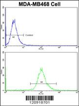 ASPA Antibody (N-term)