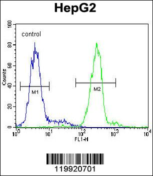 VDAC1 Antibody (N-term)