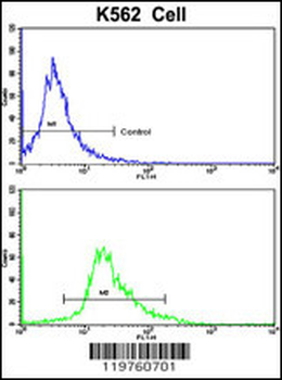 CCRN4L Antibody (C-term)