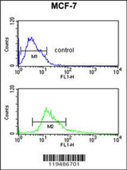 CTNA1 Antibody (N-term)