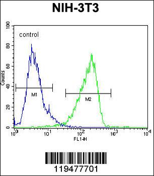 Calponin-3 Antibody (Center)