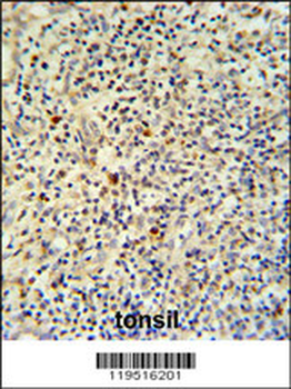 FLI1 Antibody (N-term K67)