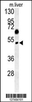 SNX31 Antibody (N-term)