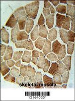 STX7 Antibody (N-term)