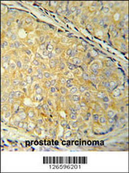 SDHAF1 Antibody (Center)