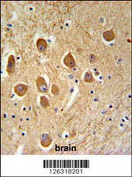 SAMD9L Antibody (C-term)