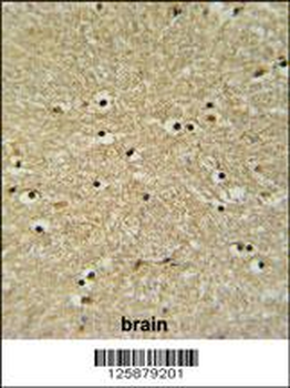 BHLHB5 Antibody (Center)
