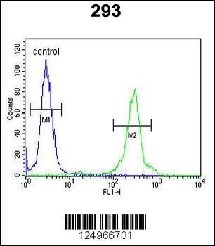 GL8D2 Antibody (N-term)