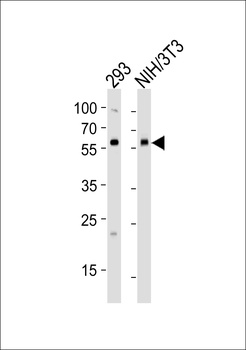 BMPR1A (C180) antibody