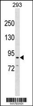 CDH26 Antibody (C-term)