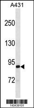 EPS8L2 Antibody(N-term)