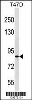 ZNF43 Antibody(N-term)