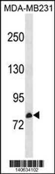 CNNM3 Antibody(Center)