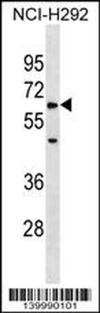 ZRSR1 Antibody (C-term)