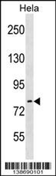 ARHGEF33 Antibody (C-term)