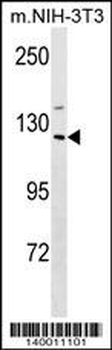 Mouse Sin3a Antibody (C-term)