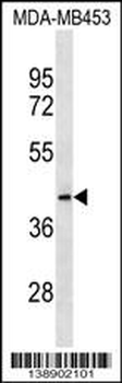 MRPL46 Antibody (C-term)