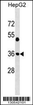 JUN Antibody (Center T93)