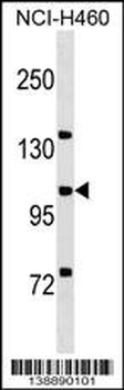 MCF2L Antibody (C-term)