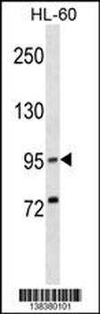 XPR1 Antibody (N-term)