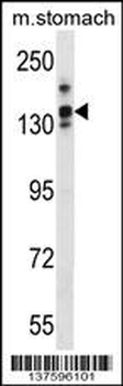 LRRC16A Antibody (C-term)