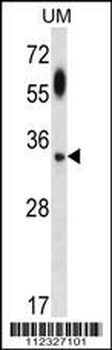 APG5 Antibody