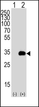 APG5 Antibody
