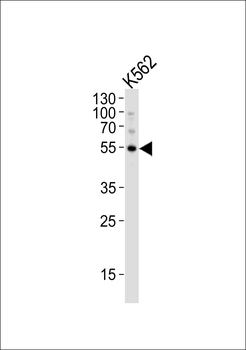 APG5 Antibody