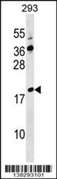 LYZL4 Antibody (Center)