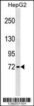 GBP4 Antibody (Center)