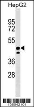 UNC93A Antibody (N-term)