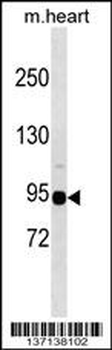 Mouse Snrk Antibody (C-term)