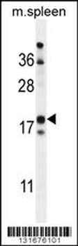 RBP7 Antibody (Center)