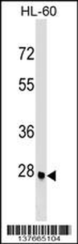 ARGFX Antibody (Center)