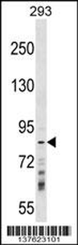 RNF219 Antibody (Center)