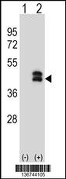 DUSP6 Antibody (N-term)